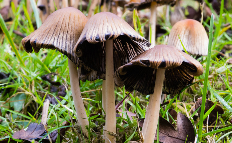Deliquescing inkcaps