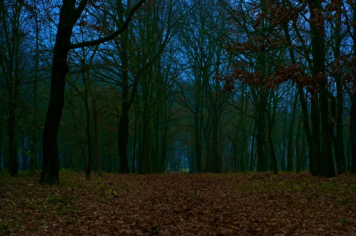 forest dark