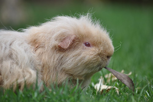 Texel Guinea Pig