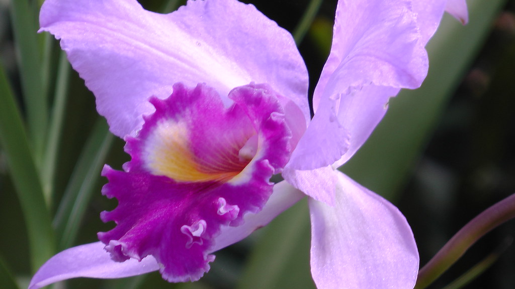 La Orquídea Cattleya Trianae (Orquídea de Colombia) | Flickr