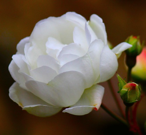 A small white rose in November by Sanunas