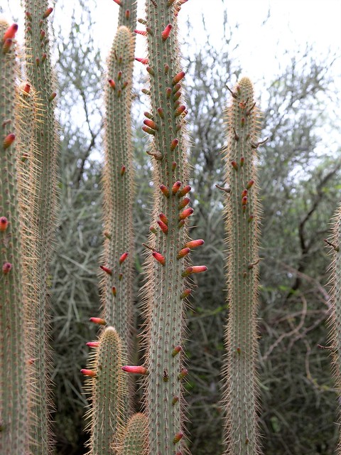 Red flowered columnar cacti - Cactus columnar con flores rojas; San Isidro, S of Comarapa, Departamento de Santa Cruz, Bolivia