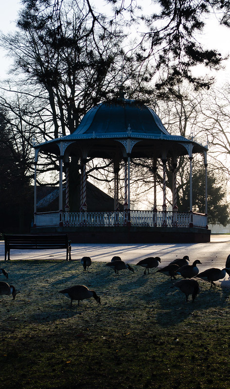 Geese feeding near the West Park bandstand