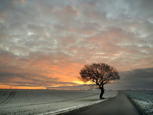 winter tree sunrise denmark vinter oak roadside danmark selling hadsten taastrup solopgang egetræ vejkant