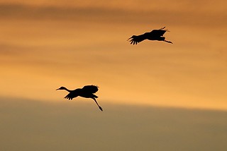 Cranes coming in for a sunset landing