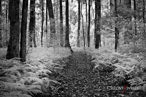 trees blackandwhite bw forest landscape path infrared nik 28300mm lightroom bunyamountains canoneos30d niksoftware