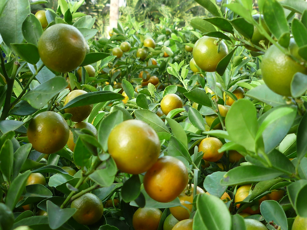 Cây Tắc, Quất, Hạnh - Citrus Microcarpa - thuộc họ cam quí… | Flickr