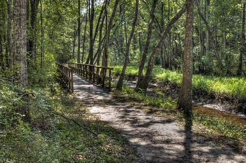 georgia landscape blackwater hdr cypresstrees ogeechee cypressknees bryancounty