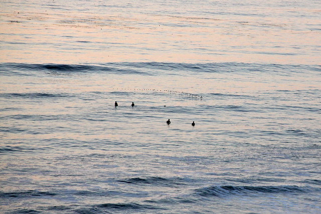 Del Mar - Surfers & Flock of Birds