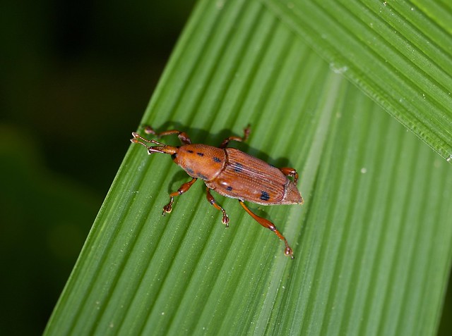Red Palm Weevil —- Sphenocorynes feae