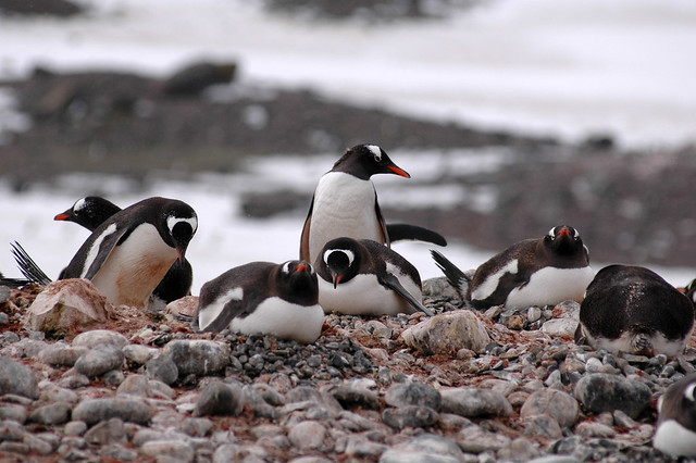 Gentoo Penguins, Yankee Harbor, Antarctica