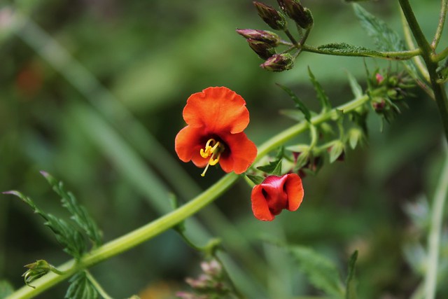 Alonsoa meridionalis (Flor del Soldado)