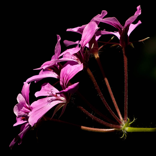 20111205 Pink geranium