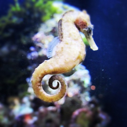 Delicate Seahorse | by ylmworkshop