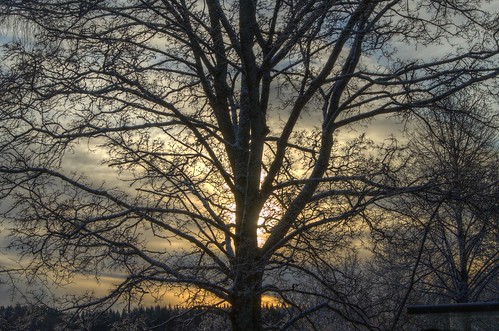 winter tree sunrise finland fi kuopio