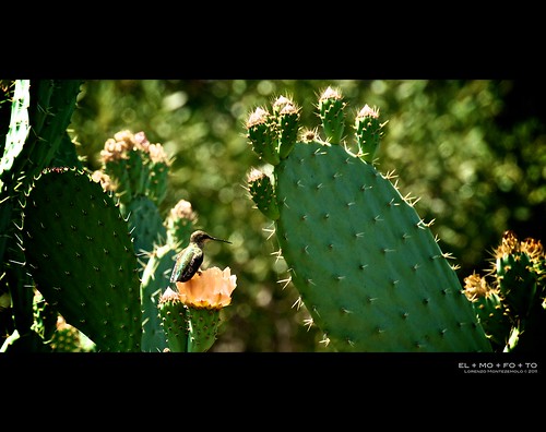 cactus flower garden botanical los glow dof hummingbird angeles bokeh peach happiness fav20 pear wish thorns fav30 prickly nopal cactusflower 1000v fav10 fav40 juici nikkor70200f28 afsnikkor70200mmf28gedvrii mygearandme mygearandmepremium ssfmlm elmofoto lorenzomontezemolo flickrlicensing