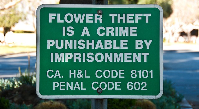 Steal A Flower, Go To Prison!