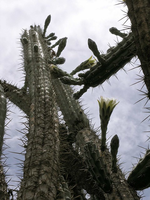 Cactus - Cacti near San Isidro, S of Comarapa, Departamento de Santa Cruz, Bolivia