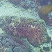 Cuttlefish 1 camouflage