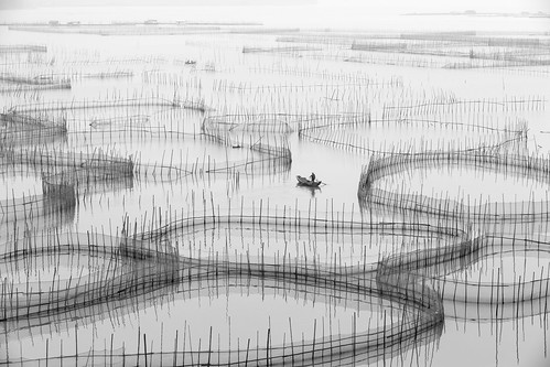 Bamboo pods in black and white | Xiapu, Fujian, China | Ben-ah | Flickr