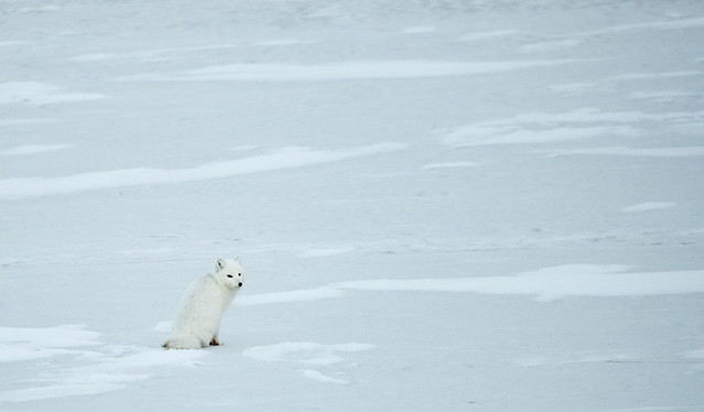 Arctic Fox Sitting on the Ice