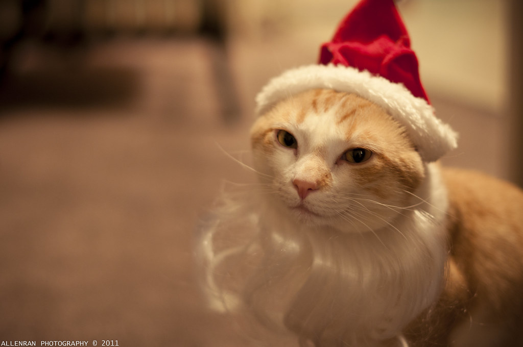 Santa Kitty Claus | allenran 917 | Flickr