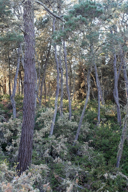 Bishop Pine Woodland with Monterey Pine