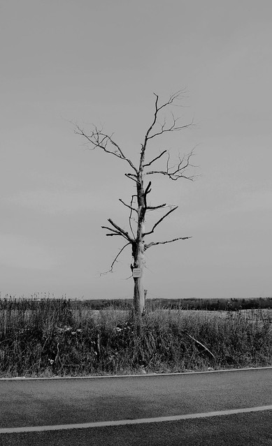 Lonely Highway Tree