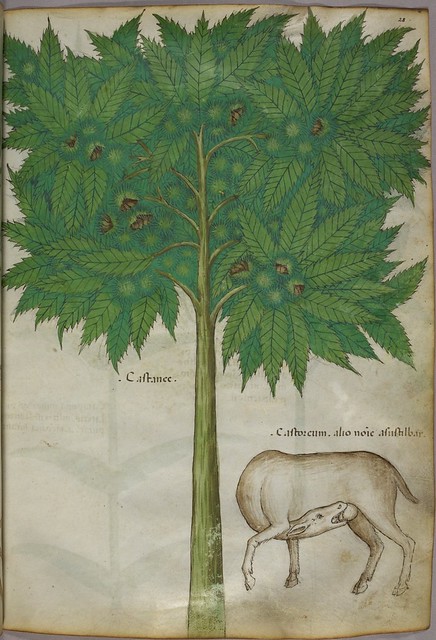 Miniature of a tree and an animal castrating itself - (Tractatus de Herbis - Sloane 4016   f. 28)