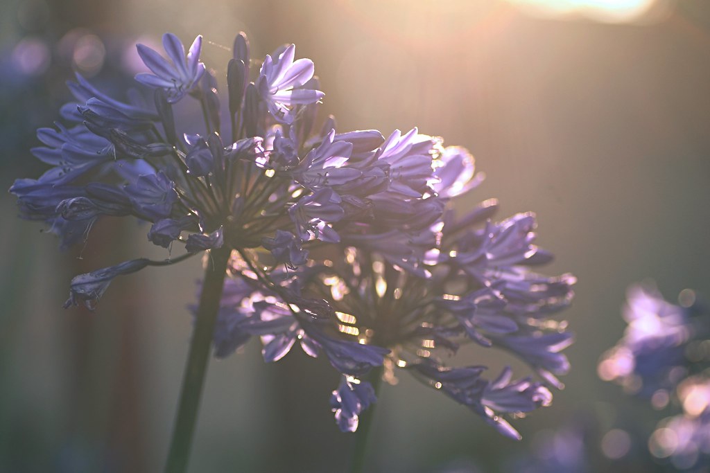 Early autumn rays | My favourite season is starting off beau… | Flickr