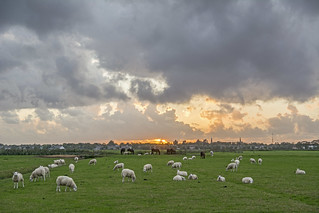 Livestock from Ludingaweg with Harlingen in the Distance