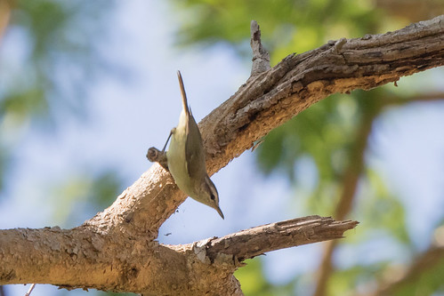 birds indonesia westtimor fbwnewbird timorleafwarbler phylloscopuspresbytes oesusuforest phylloscopuspresbytespresbytes scamplongforest