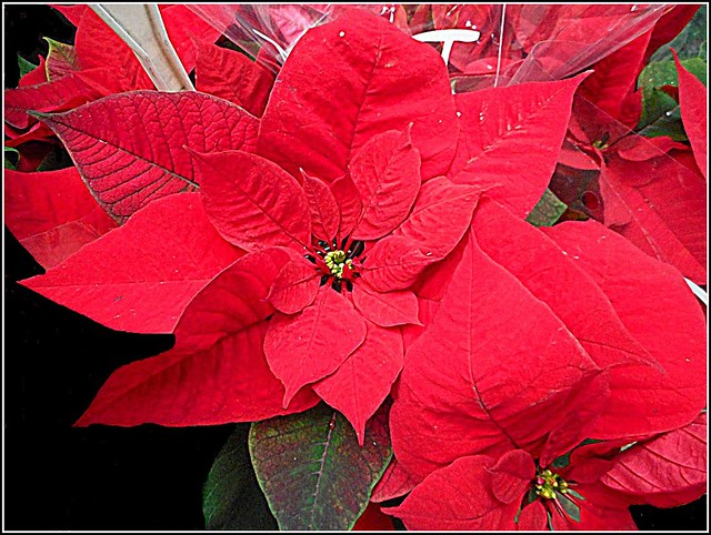 Lovely Poinsettia Plant ..