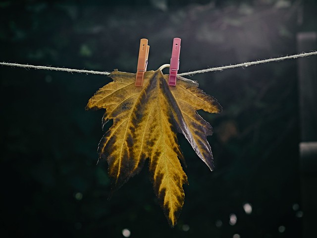 Drying Leaves (OMD E-M1 + Nikon 85f1.8)