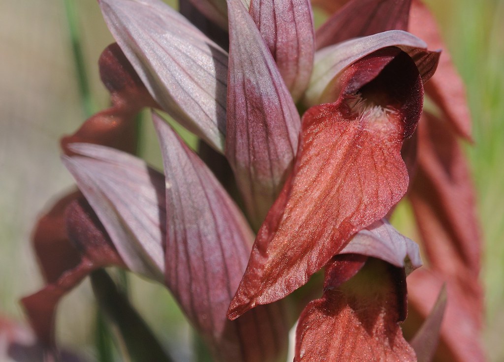 Ionischer Zungenstendel, Serapias ionica
