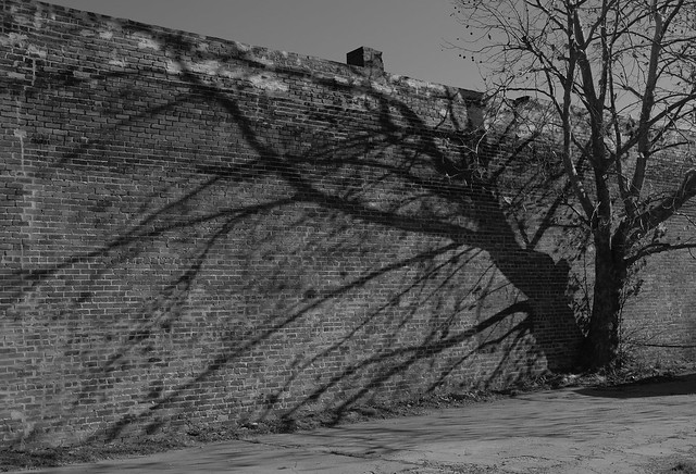 Bare Tree Shadows over Brick Wall BW