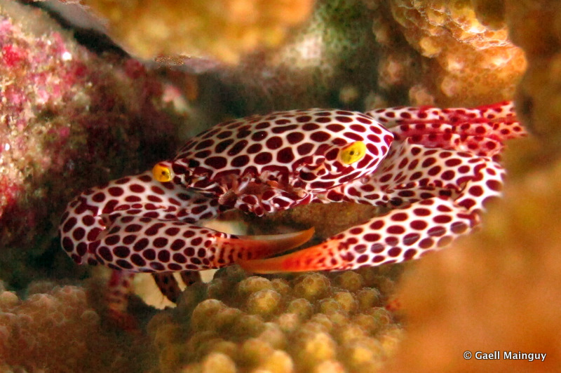 Crustacea | Flickr