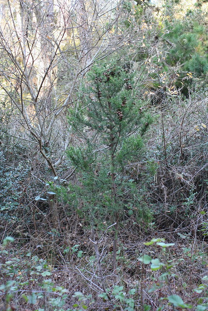 Small Gowen Cypress with Cones