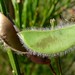 Flickr photo 'Common Broom seed pod' by: John Tann.