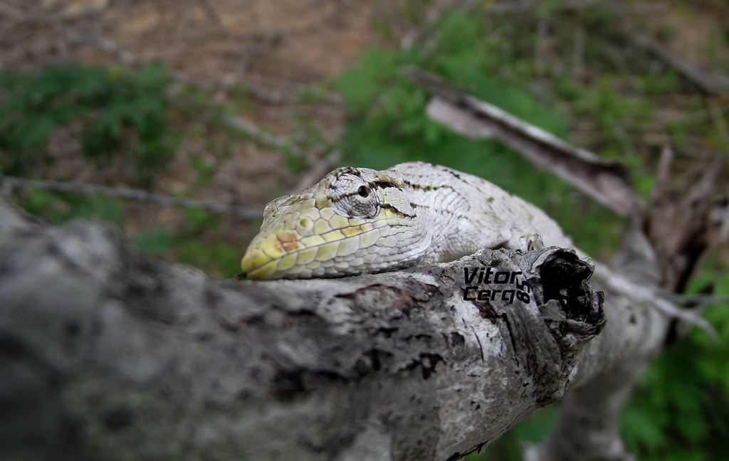 Polychrus Map Polychrus acutirostris | vitorcerq85 | Flickr