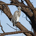 Flickr photo 'Great Blue Heron' by: GTMResearchReserve.