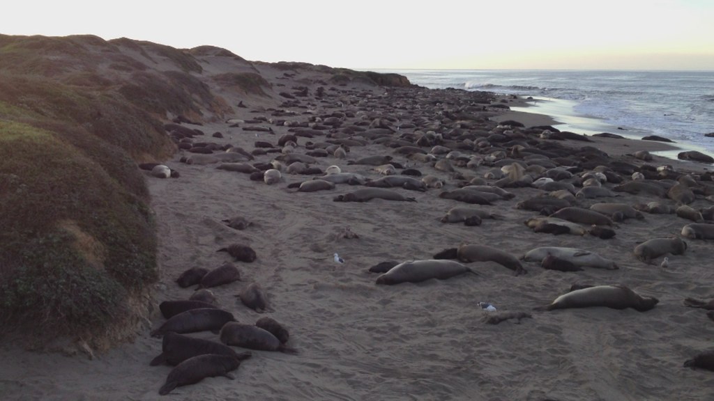 a Video pan south-to-north of the piedras blancas elephant seal beach 03Feb2012