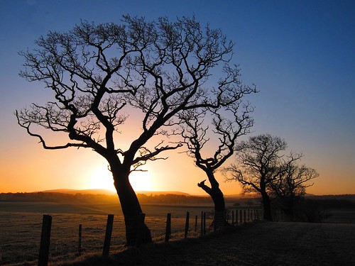 uk trees england tree sunrise dawn cumbria cumberland brampton middlefarm oldchurchlane oldchurchfarm
