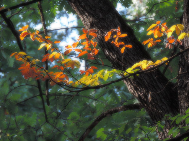 Colorful leafes