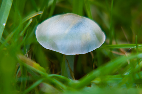 Pepper roundhead mushroom