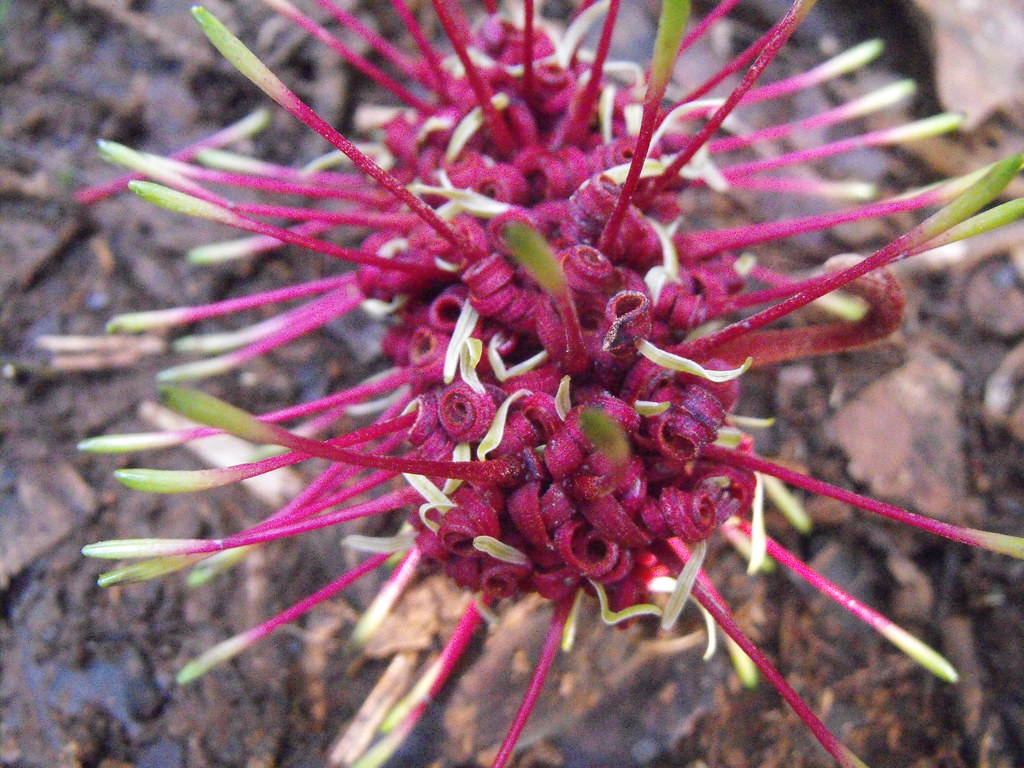 Rewa Tree Rewarewa Blossom | Rewarewa blossom | New-Zealand-Vacations.com | Flickr