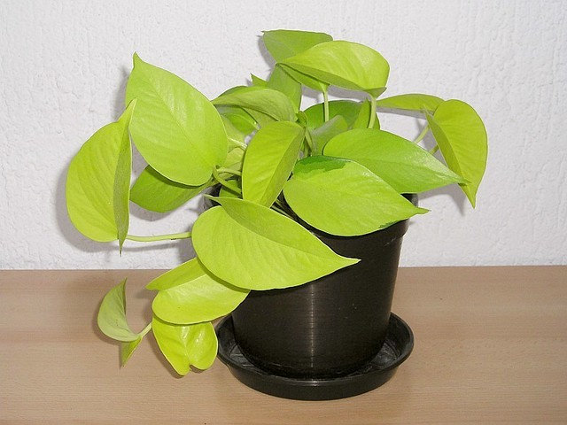 Efeutute (Epipremnum pinnatum Neon)