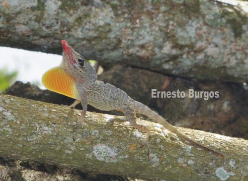 Anolis stratulus | Foto barrio Naranjo Comerio El Anolis par… | Flickr