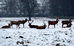 Deers in Bushy park