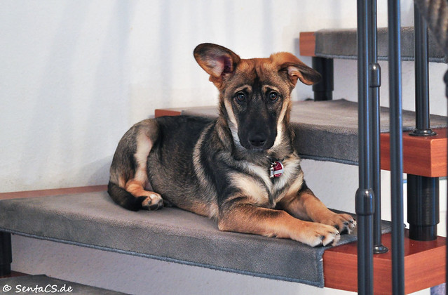 Mailo on the stairs